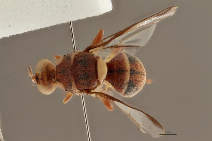 4. Een echte fruitvlieg (Tephritidae - Dacus vertebratus) uit de virtuele collectie van het KMMA © KMMA 