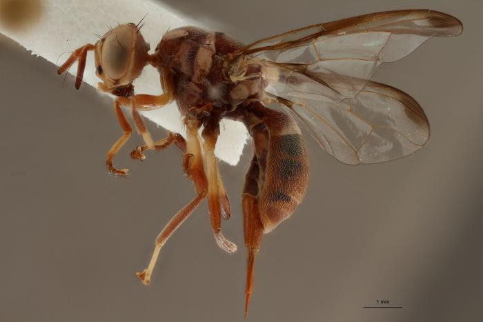 5. Een echte fruitvlieg (Tephritidae - Dacus vertebratus) uit de virtuele collectie van het KMMA © KMMA 